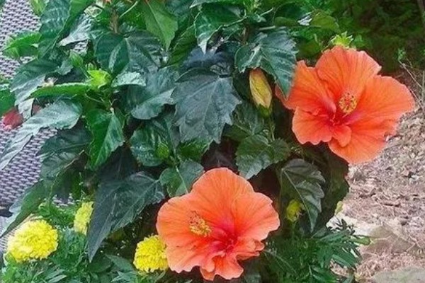 扶桑花是如何来的，传说中该树是两棵互相生长在一起的