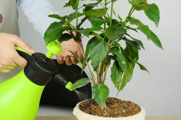 扶桑花是如何来的，传说中该树是两棵互相生长在一起的