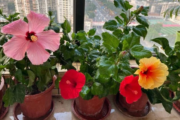 扶桑花是如何来的，传说中该树是两棵互相生长在一起的