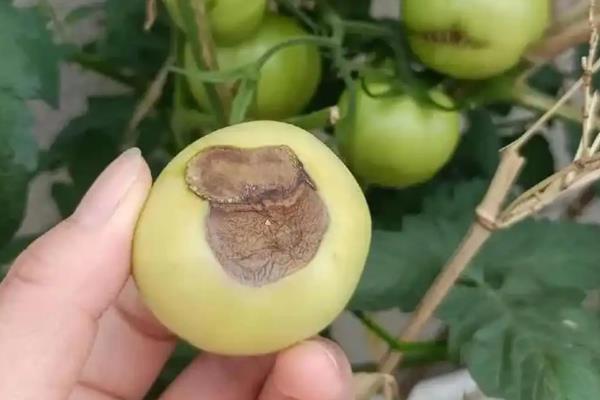 番茄底部腐烂的原因,主要是感染脐腐病所致