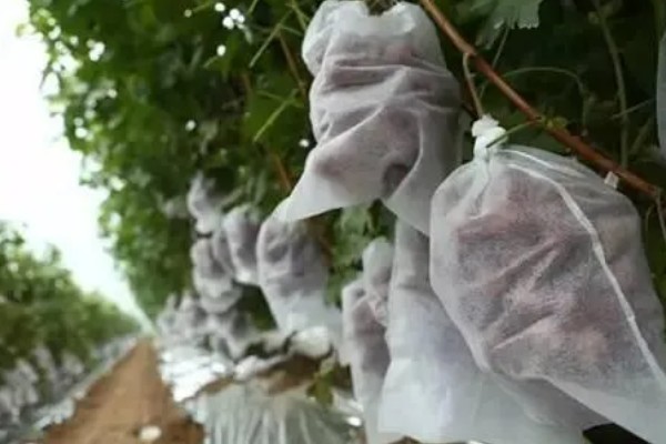 巨峰葡萄怎样套袋，纸袋宜选用木浆纸袋