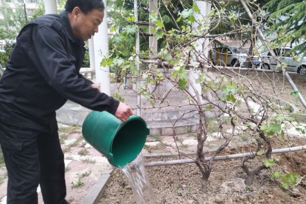 巨峰葡萄怎样套袋，纸袋宜选用木浆纸袋