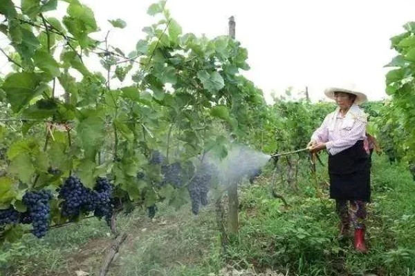 巨峰葡萄怎样套袋，纸袋宜选用木浆纸袋