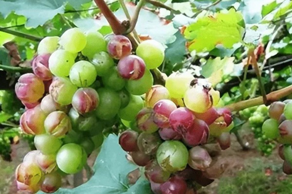 巨峰葡萄怎样套袋，纸袋宜选用木浆纸袋