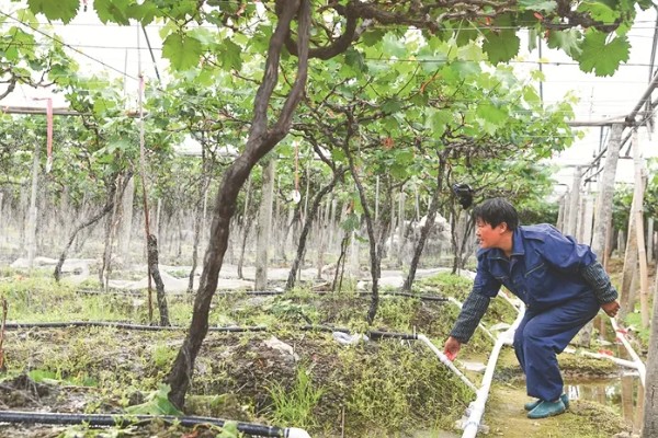 巨峰葡萄怎样套袋，纸袋宜选用木浆纸袋