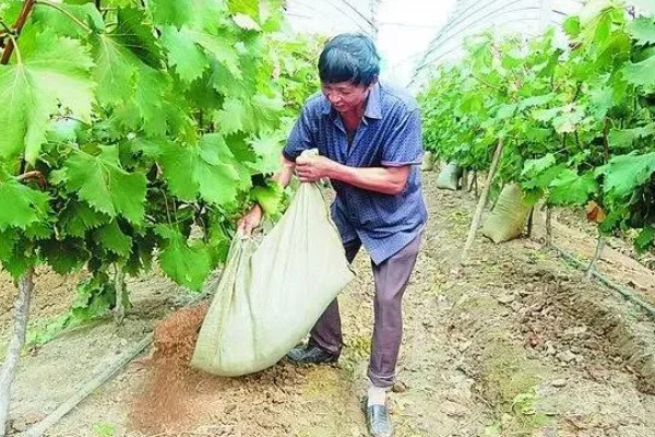 巨峰葡萄怎样套袋，纸袋宜选用木浆纸袋