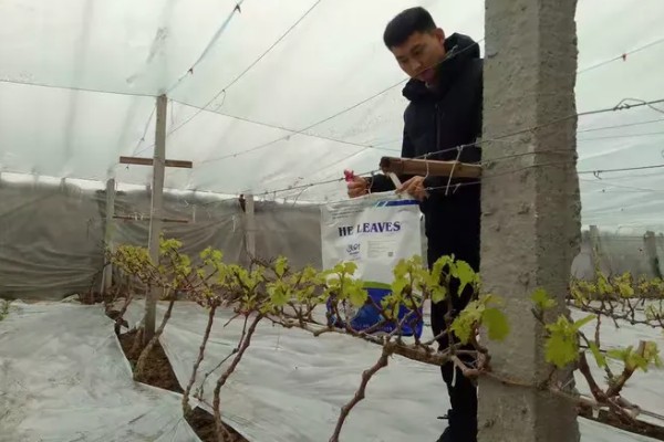 巨峰葡萄怎样套袋，纸袋宜选用木浆纸袋