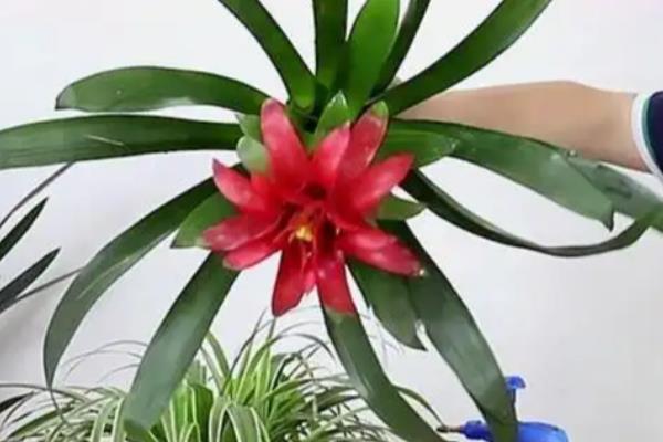 鸿运当头如何催花，追施磷钾肥可促进花芽分化