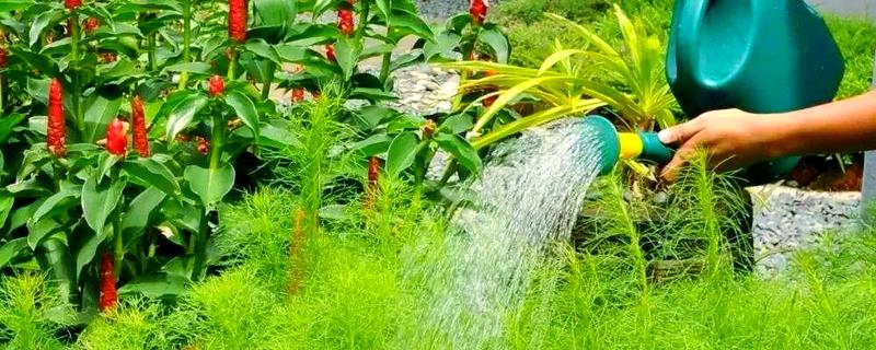 为什么植物要浇水，水分为光合作用的原料