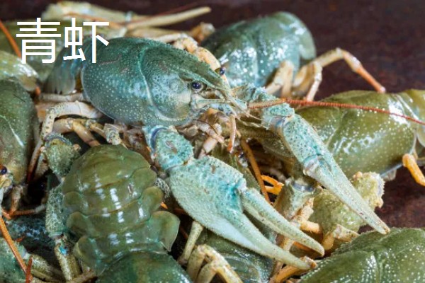 龙虾的食物,可投喂蚯蚓、鲜杂鱼等饲料