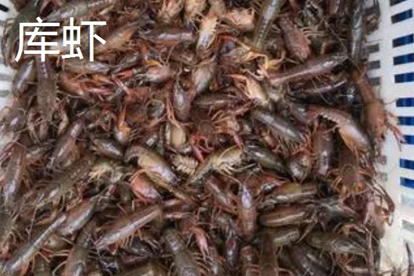 龙虾的食物,可投喂蚯蚓、鲜杂鱼等饲料