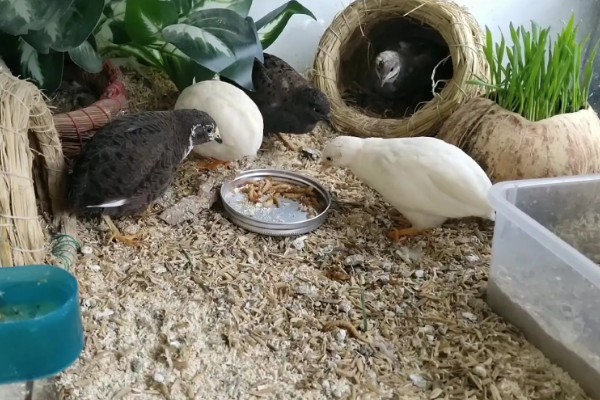 世界上最小的鸡是什么,是芦丁鸡