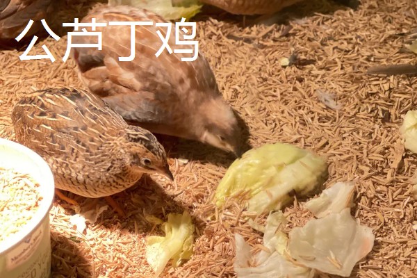 世界上最小的鸡是什么,是芦丁鸡