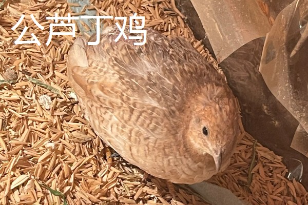 世界上最小的鸡是什么,是芦丁鸡