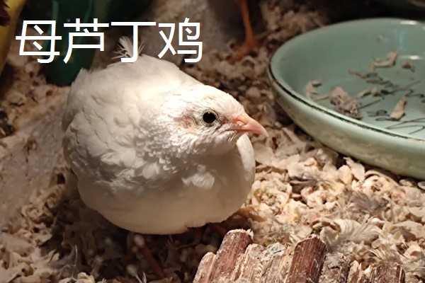 世界上最小的鸡是什么,是芦丁鸡