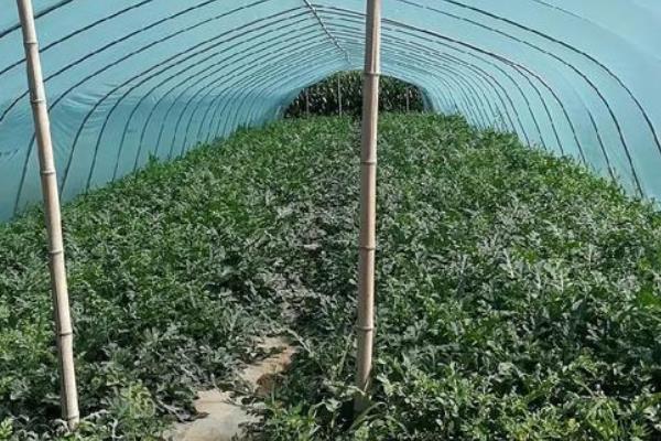 西瓜怎么控秧,喷施缩节胺可让瓜蔓壮而不旺
