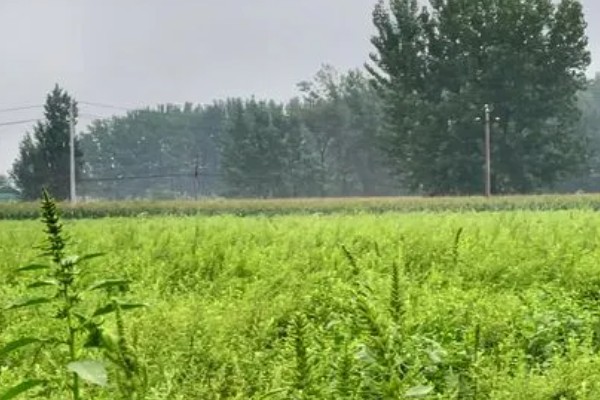 小寒节气有什么谚语,小寒暖、立春雪