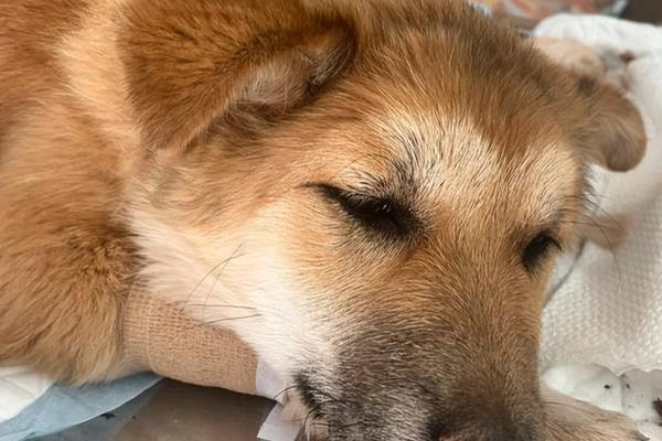 狗狗感染冠状病毒的症状，会出现精神萎靡、嗜睡等