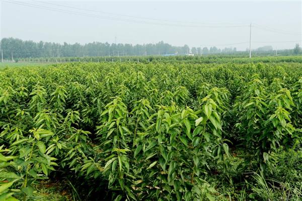 车厘子花苞的形态特征，呈现椭圆形或近球形