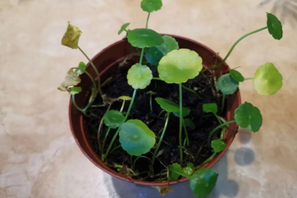 铜钱草开花的寓意，寓意财运滚滚、身体健康等