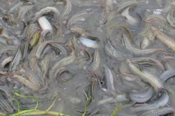 泥鳅黄鳝能一起养吗，二者可以一起养