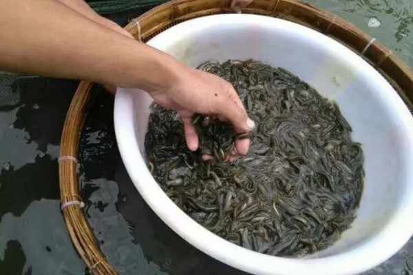 泥鳅黄鳝能一起养吗，二者可以一起养