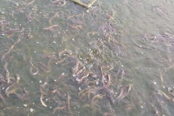 泥鳅黄鳝能一起养吗，二者可以一起养