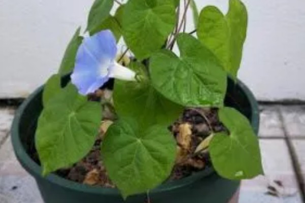 怎么养殖牵牛花，生长旺期每隔3-5天浇一次水