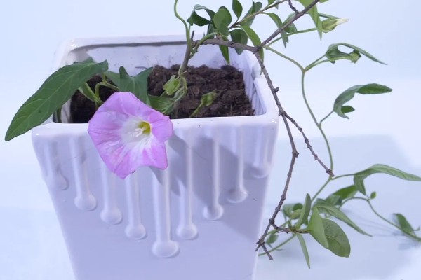 怎么养殖牵牛花，生长旺期每隔3-5天浇一次水