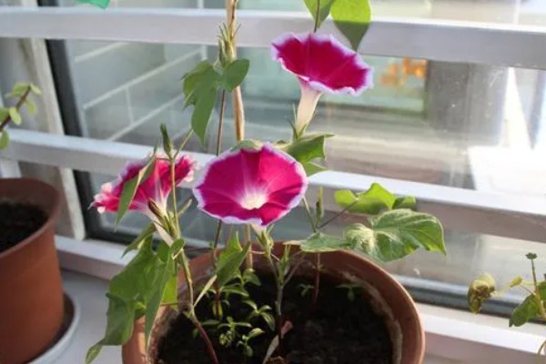 怎么养殖牵牛花，生长旺期每隔3-5天浇一次水