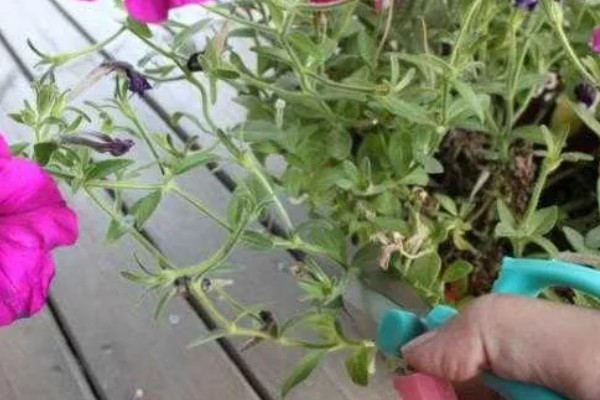怎么养殖牵牛花，生长旺期每隔3-5天浇一次水