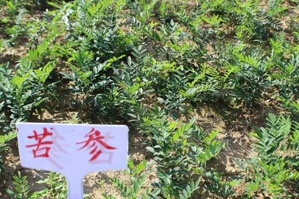 苦参的亩产量，每亩出干品1400-1600斤