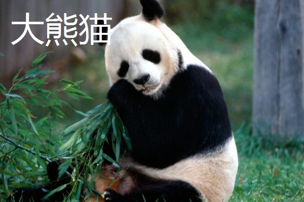 大熊猫与小熊猫的区别,种属与外形均不同
