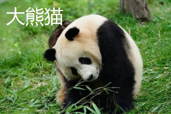 大熊猫与小熊猫的区别,种属与外形均不同