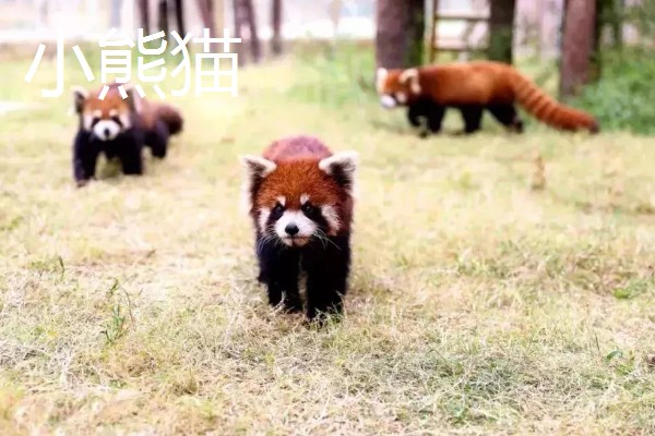 大熊猫与小熊猫的区别,种属与外形均不同