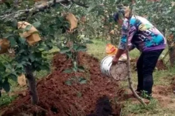 苹果裂果的防治方法，必须加强土壤管理