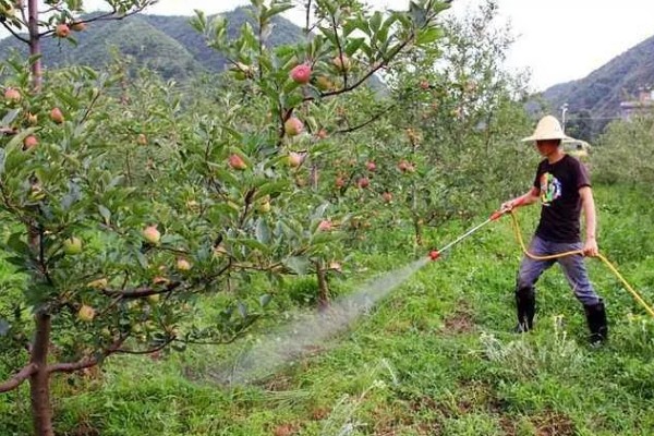 苹果裂果的防治方法，必须加强土壤管理