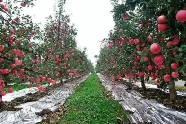 苹果裂果的防治方法，必须加强土壤管理