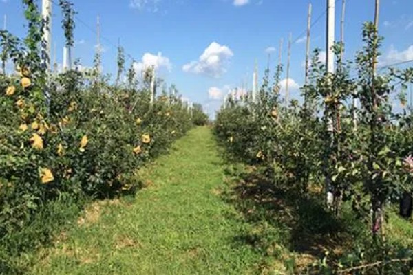 苹果裂果的防治方法，必须加强土壤管理
