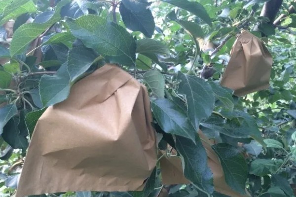 苹果裂果的防治方法，必须加强土壤管理