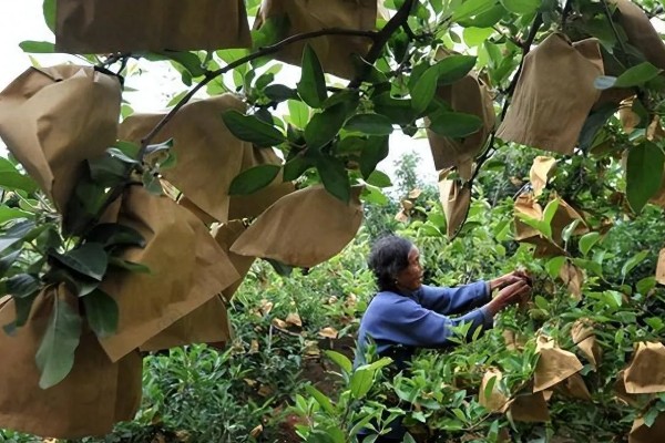 苹果裂果的防治方法，必须加强土壤管理