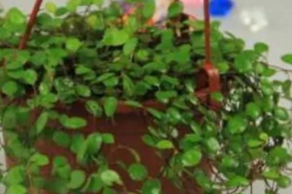 千叶吊兰枯萎了如何处理,剪除枯萎发黄的叶片可节省养分
