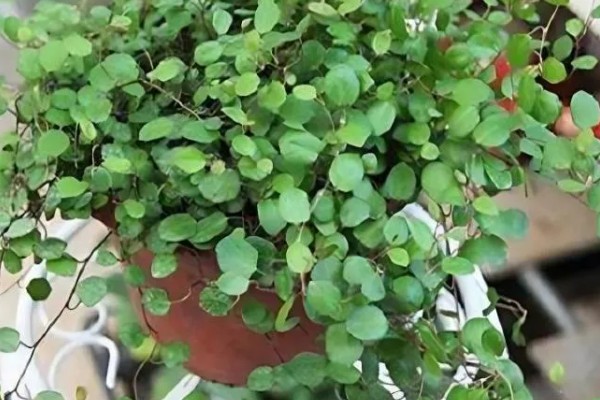 千叶吊兰枯萎了如何处理,剪除枯萎发黄的叶片可节省养分