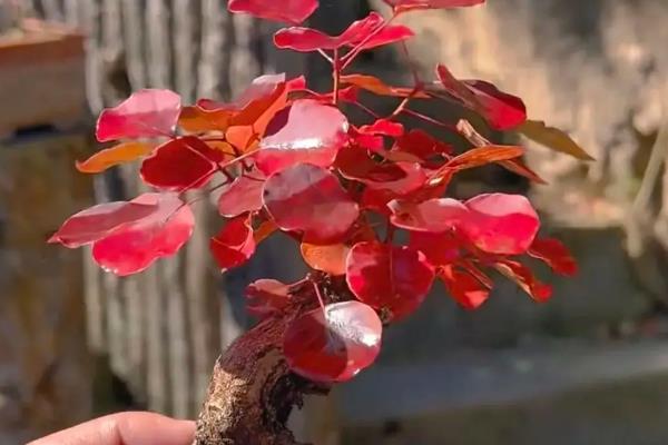黄栌盆景什么时候摘叶，每年的八月前后进行