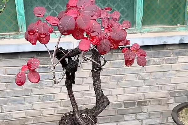 黄栌盆景什么时候摘叶，每年的八月前后进行