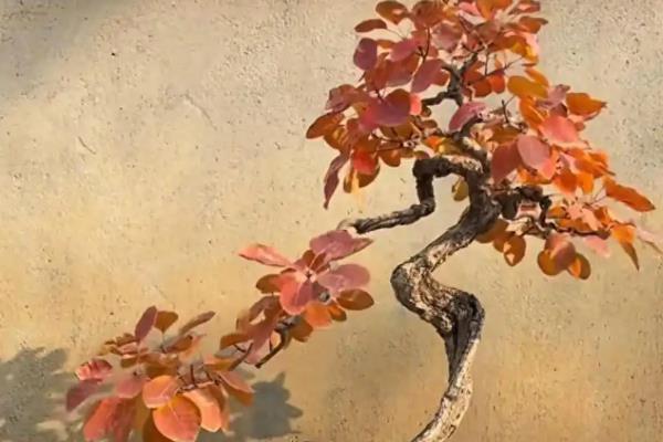 黄栌盆景什么时候摘叶，每年的八月前后进行