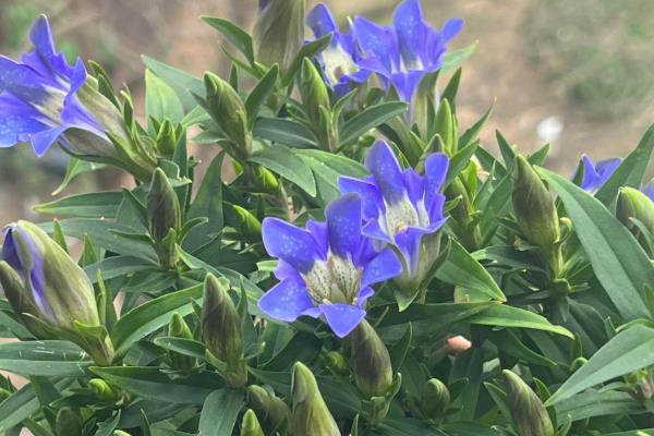 龙胆草什么时候成熟，果实则在9月份成熟