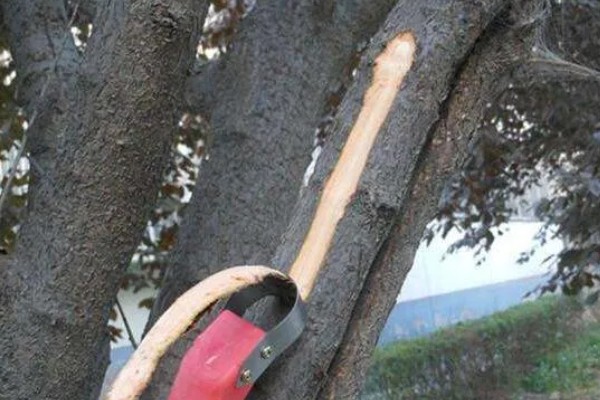 冬季梨树如何防治病虫害,可以刮树皮、剪病枝等