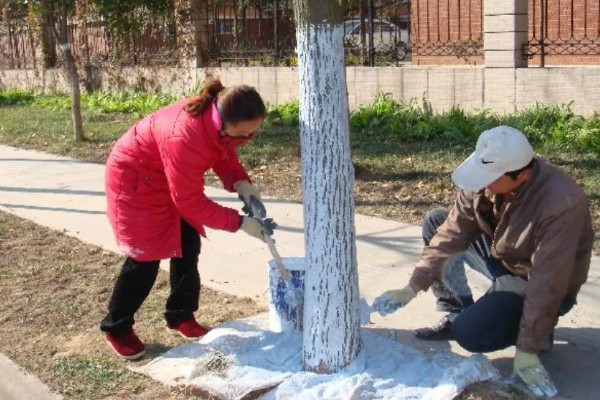 冬季梨树如何防治病虫害,可以刮树皮、剪病枝等
