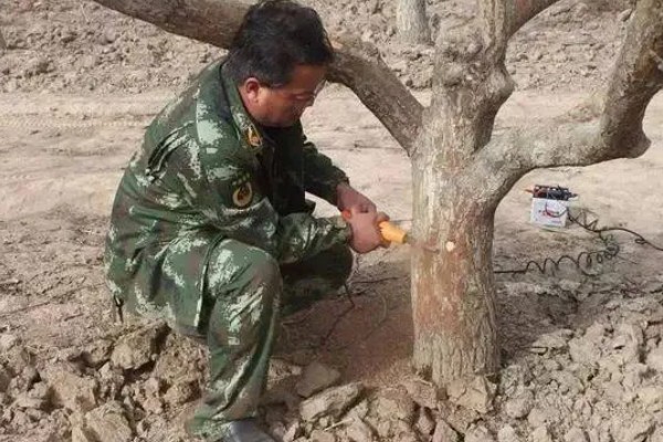 冬季梨树如何防治病虫害,可以刮树皮、剪病枝等